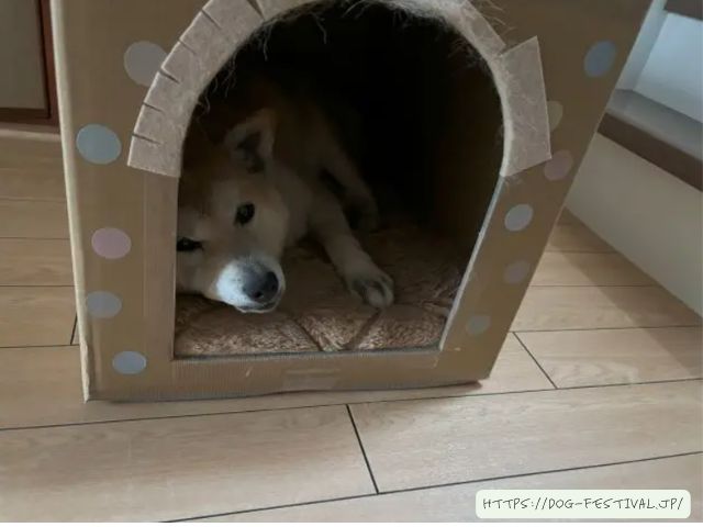 柴犬　冬対策　おすすめ　体験談　感想　ブログ　レビュー　段ボール　DIY