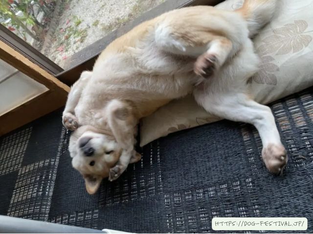 柴犬　冬対策　おすすめ　体験談　感想　ブログ　レビュー　段ボール　DIY