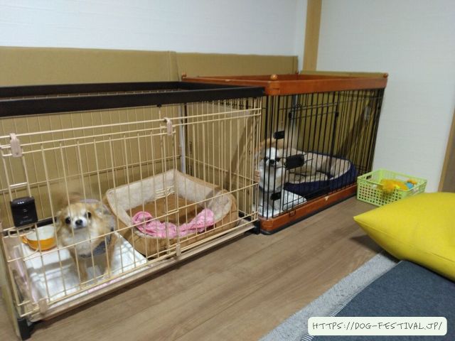 チワワ　多頭飼い　失敗　仲良くさせる方法　ブログ　メリット　デメリット　体験談