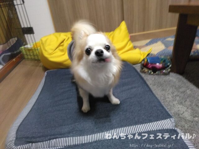 チワワ　手作りご飯　レシピ　おすすめ　犬の管理栄養士　監修