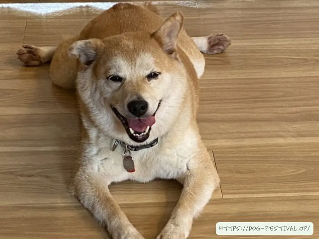 柴犬　子犬　噛み癖　ひどい　上手くいった　しつけ方　ブログ