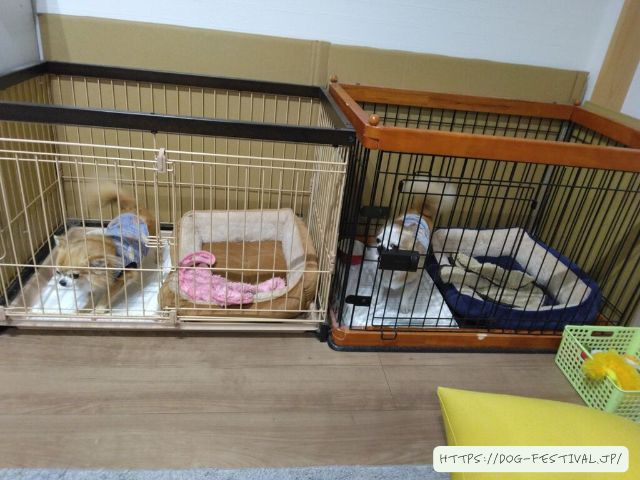 チワワ　多頭飼い　失敗　仲良くさせる方法　ブログ　メリット　デメリット　体験談