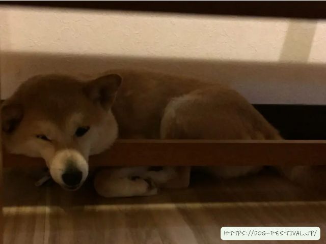 柴犬　子犬　噛み癖　ひどい　上手くいった　しつけ方　ブログ