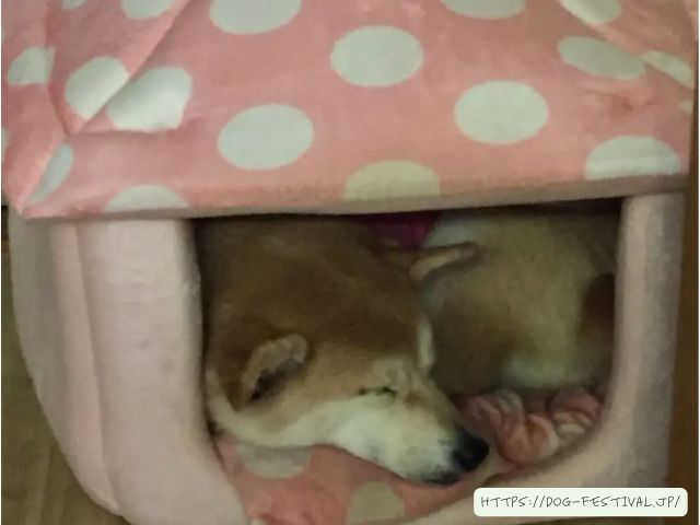 柴犬　冬対策　おすすめ　体験談　感想　ブログ　レビュー　段ボール　DIY