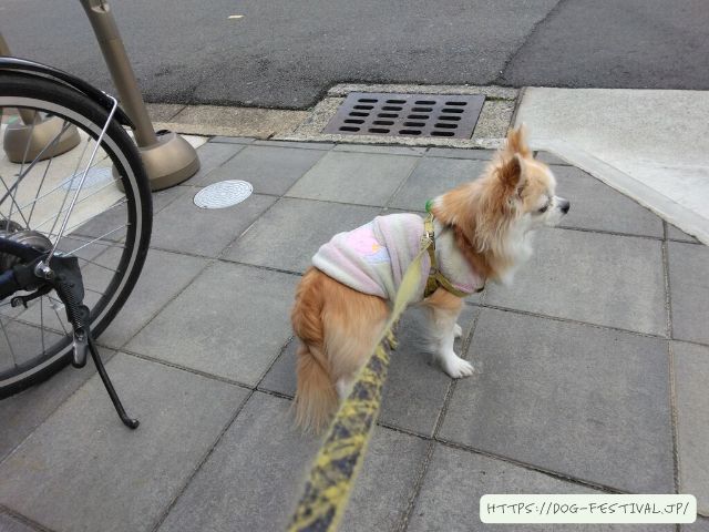 チワワ　多頭飼い　失敗　仲良くさせる方法　ブログ　メリット　デメリット　体験談