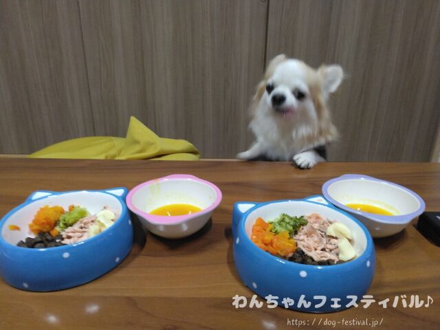 チワワ　手作りご飯　レシピ　おすすめ　犬の管理栄養士　監修