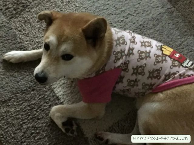 柴犬　冬対策　おすすめ　体験談　感想　ブログ　レビュー　段ボール　DIY