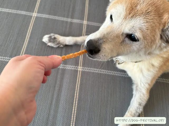 柴犬　子犬　噛み癖　ひどい　上手くいった　しつけ方　ブログ