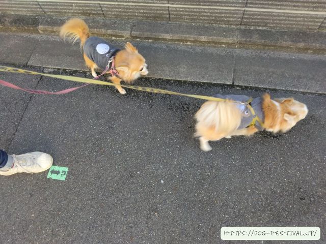 チワワ　多頭飼い　失敗　仲良くさせる方法　ブログ　メリット　デメリット　体験談