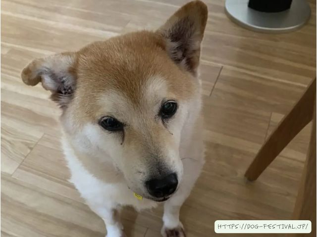 柴犬　冬対策　おすすめ　体験談　感想　ブログ　レビュー　段ボール　DIY