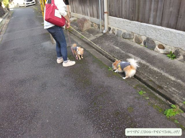 チワワ　多頭飼い　失敗　仲良くさせる方法　ブログ　メリット　デメリット　体験談