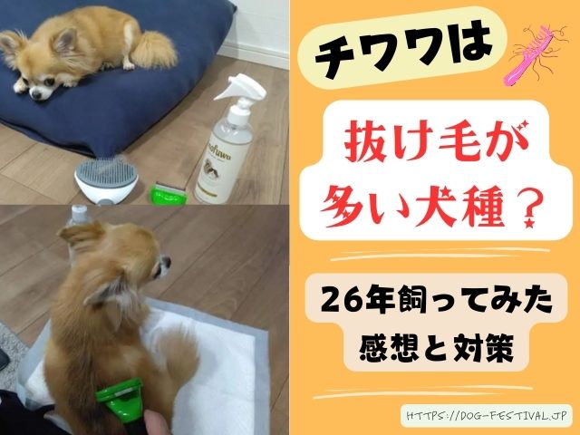 チワワは抜け毛がひどいのか？26年飼った体験談と対策を紹介！