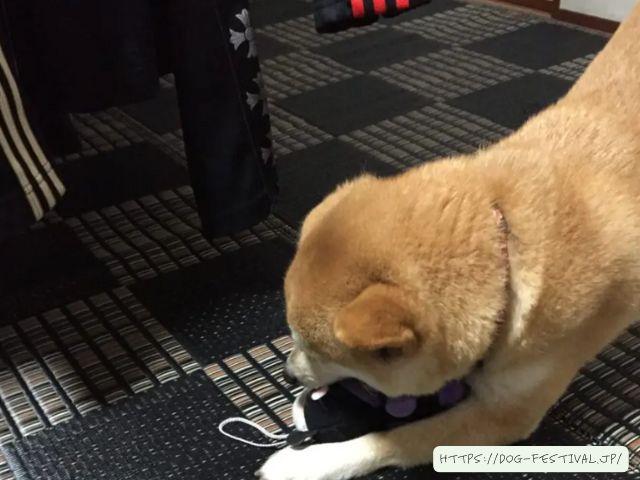 柴犬　子犬　噛み癖　ひどい　上手くいった　しつけ方　ブログ