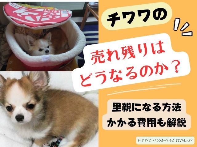 チワワ　売れ残り　里親　見つけ方　費用　いくらかかる