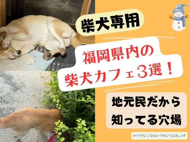 福岡の柴犬カフェでおすすめは？地元民が教える穴場も紹介