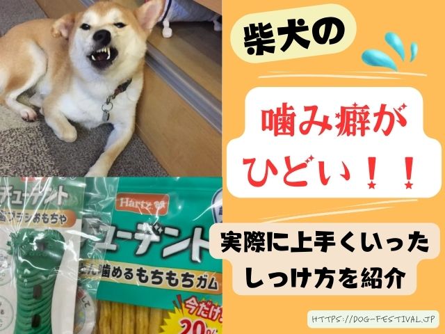 柴犬(子犬)の噛み癖がひどい時は？実際に上手くいったしつけ方もブログで紹介