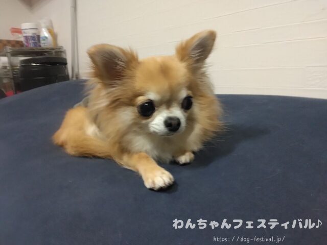 チワワ　手作りご飯　レシピ　おすすめ　犬の管理栄養士　監修