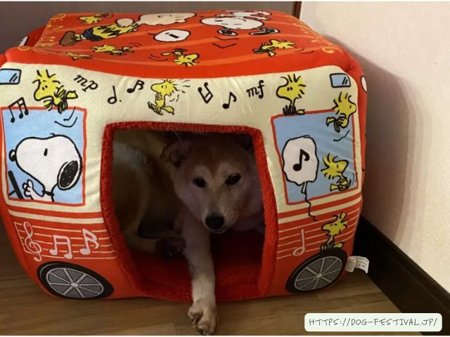 柴犬　冬対策　おすすめ　体験談　感想　ブログ　レビュー　段ボール　DIY