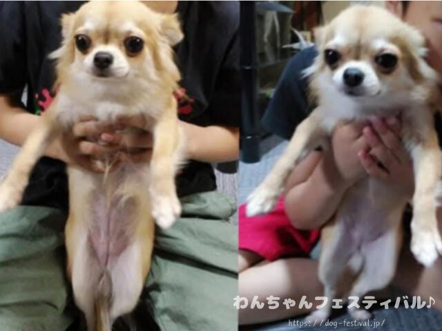 チワワ　手作りご飯　レシピ　おすすめ　犬の管理栄養士　監修