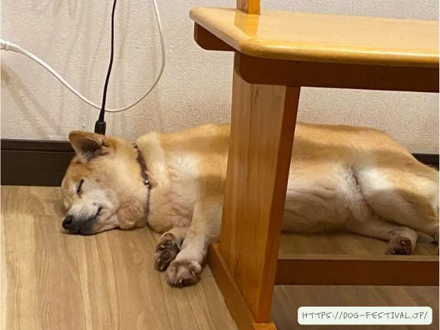 柴犬　子犬　噛み癖　ひどい　上手くいった　しつけ方　ブログ