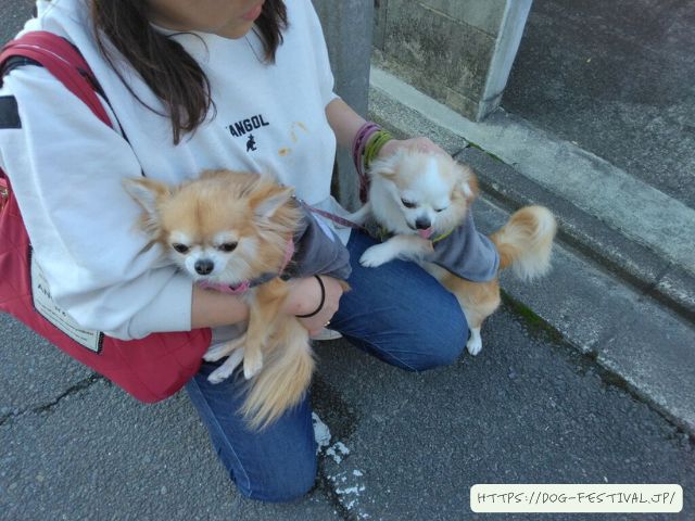 チワワ　多頭飼い　失敗　仲良くさせる方法　ブログ　メリット　デメリット　体験談