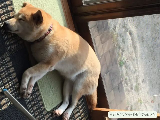 柴犬　子犬　噛み癖　ひどい　上手くいった　しつけ方　ブログ