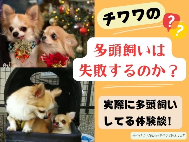 チワワの多頭飼いは失敗する？仲良くさせる方法をブログで紹介