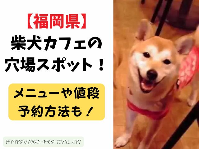 福岡　柴犬カフェ　おすすめ　穴場