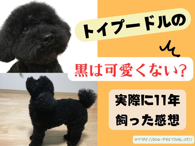 トイプードルの黒は可愛くない？かわいい？11年飼った感想をブログで 