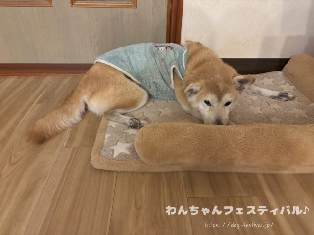 柴犬　老犬　可愛い　介護　体験談　ブログ　シニア