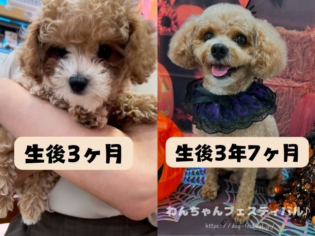 マルプー　成犬　可愛くない