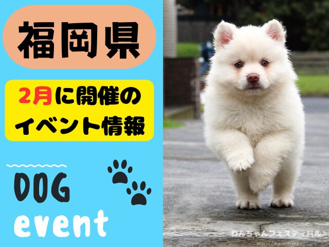 犬イベント　九州　福岡県　佐賀県　長崎県　熊本県　大分県　宮崎県　鹿児島県　2025年　2月