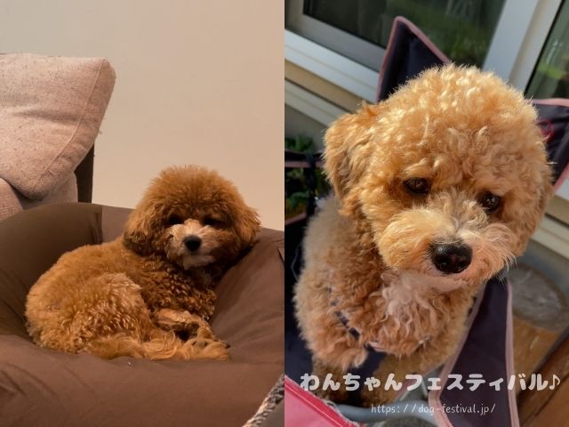 マルプー　成犬　可愛くない