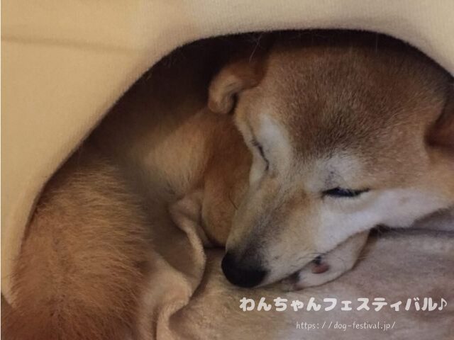 柴犬　老犬　可愛い　介護　体験談　ブログ　シニア