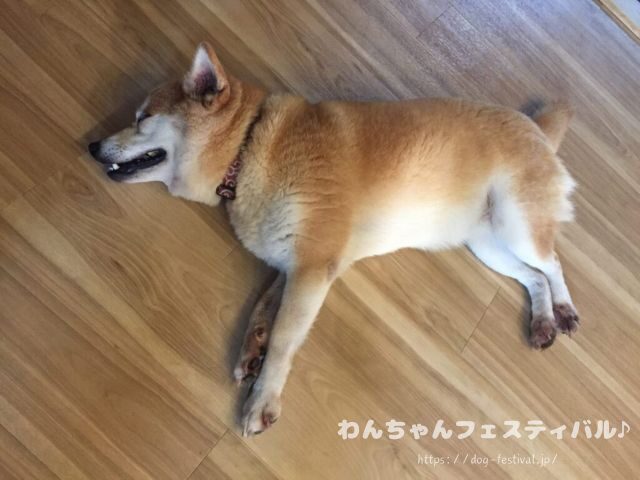 柴犬　老犬　可愛い　介護　体験談　ブログ　シニア