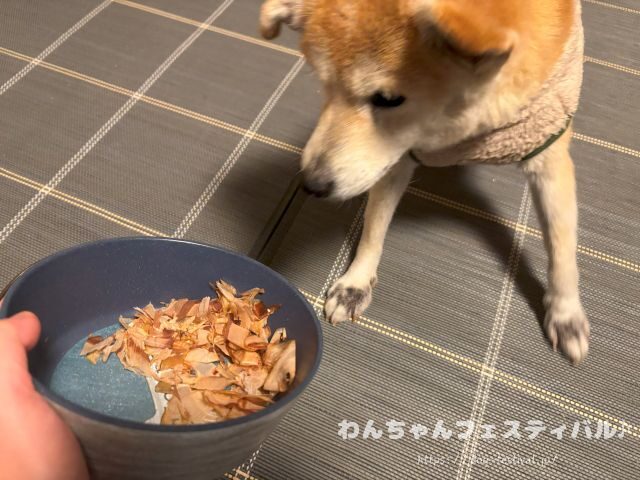 柴犬　老犬　可愛い　介護　体験談　ブログ　シニア