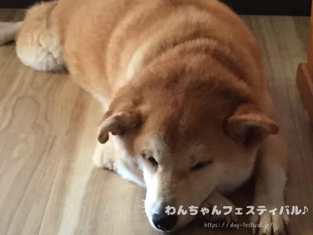 柴犬　老犬　可愛い　介護　体験談　ブログ　シニア