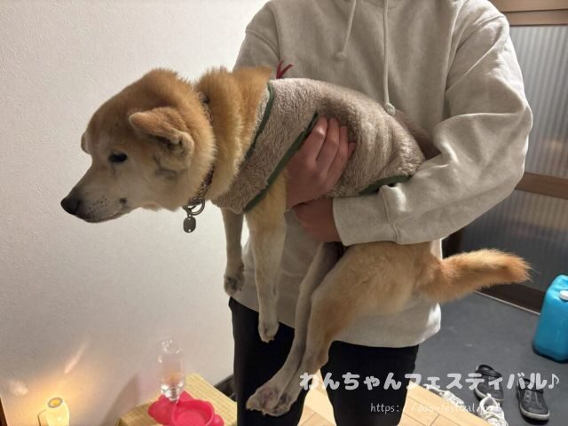 柴犬　老犬　可愛い　介護　体験談　ブログ　シニア