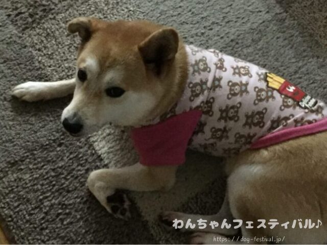 柴犬　キツネ顔　可愛くない　子犬　性格　老犬　特徴