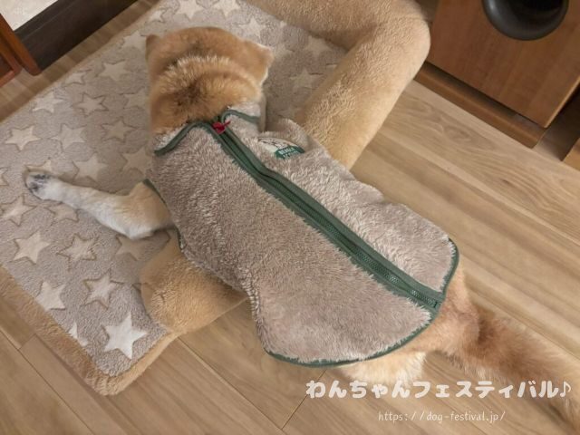 柴犬　老犬　可愛い　介護　体験談　ブログ　シニア