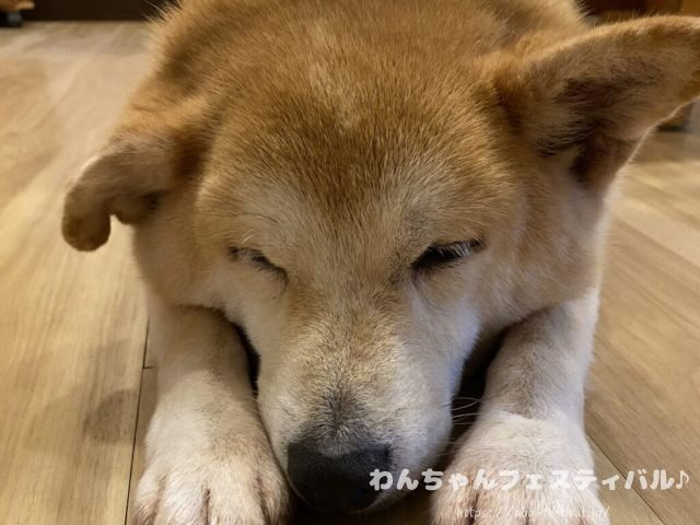 柴犬　キツネ顔　可愛くない　子犬　性格　老犬　特徴