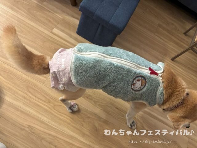 柴犬　老犬　可愛い　介護　体験談　ブログ　シニア