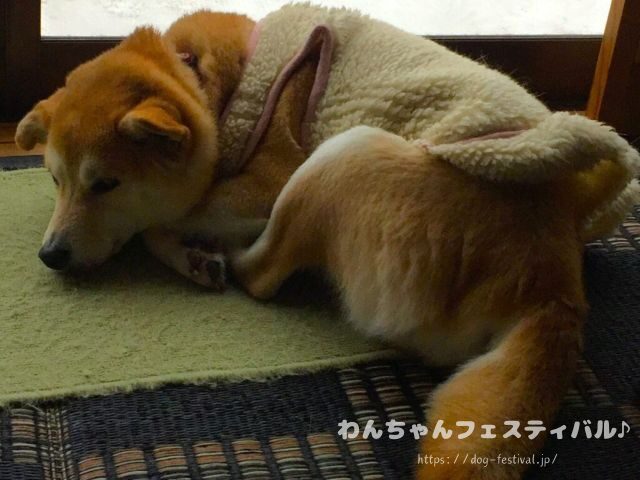 柴犬　老犬　可愛い　介護　体験談　ブログ　シニア