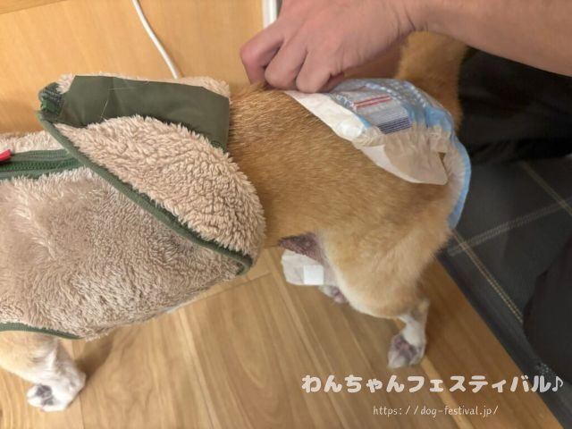 柴犬　老犬　可愛い　介護　体験談　ブログ　シニア