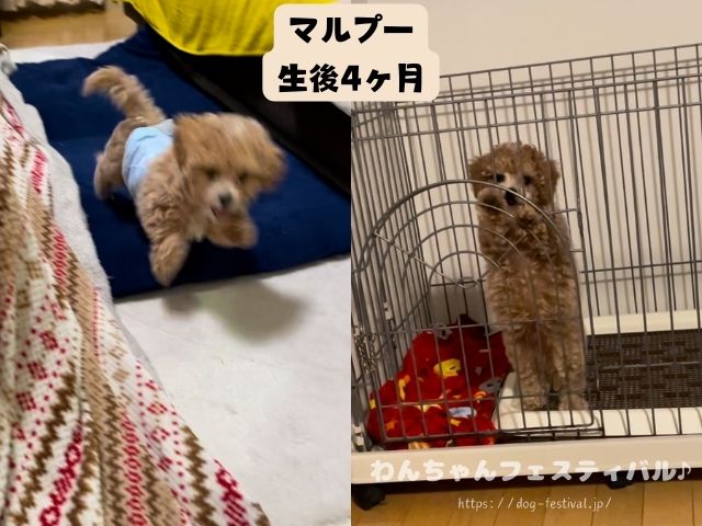 マルプー　成犬　可愛くない