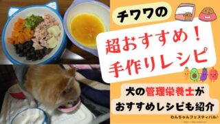 チワワの手作りご飯レシピでおすすめを紹介！【犬の管理栄養士が監修】