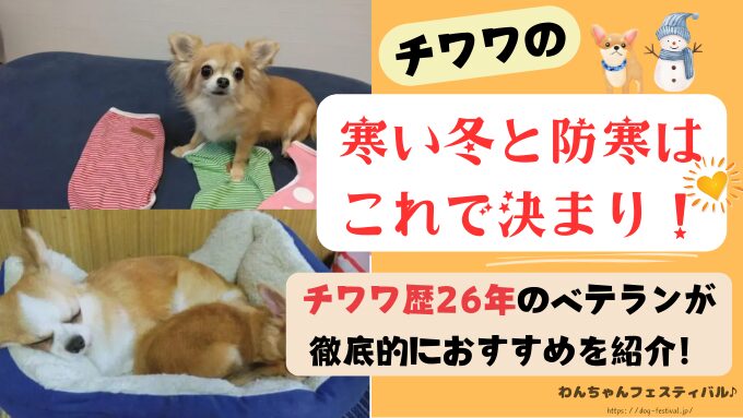 チワワ　冬対策　おすすめ　体験談　感想　ブログ