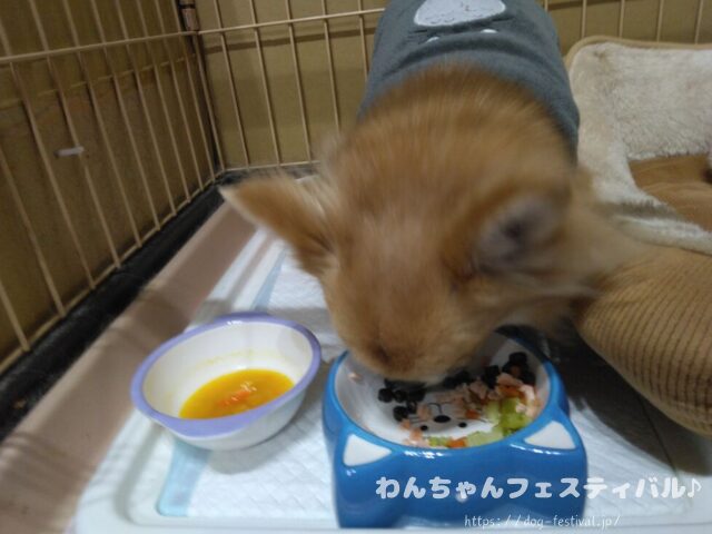 チワワ　手作りご飯　レシピ　おすすめ　犬の管理栄養士　監修