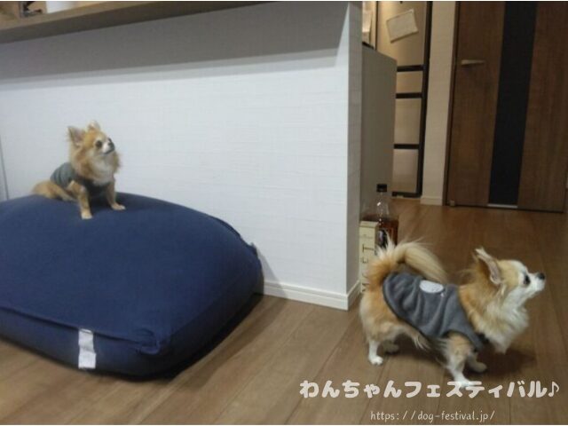 チワワ　手作りご飯　レシピ　おすすめ　犬の管理栄養士　監修