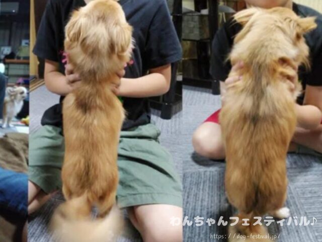 チワワ　手作りご飯　レシピ　おすすめ　犬の管理栄養士　監修